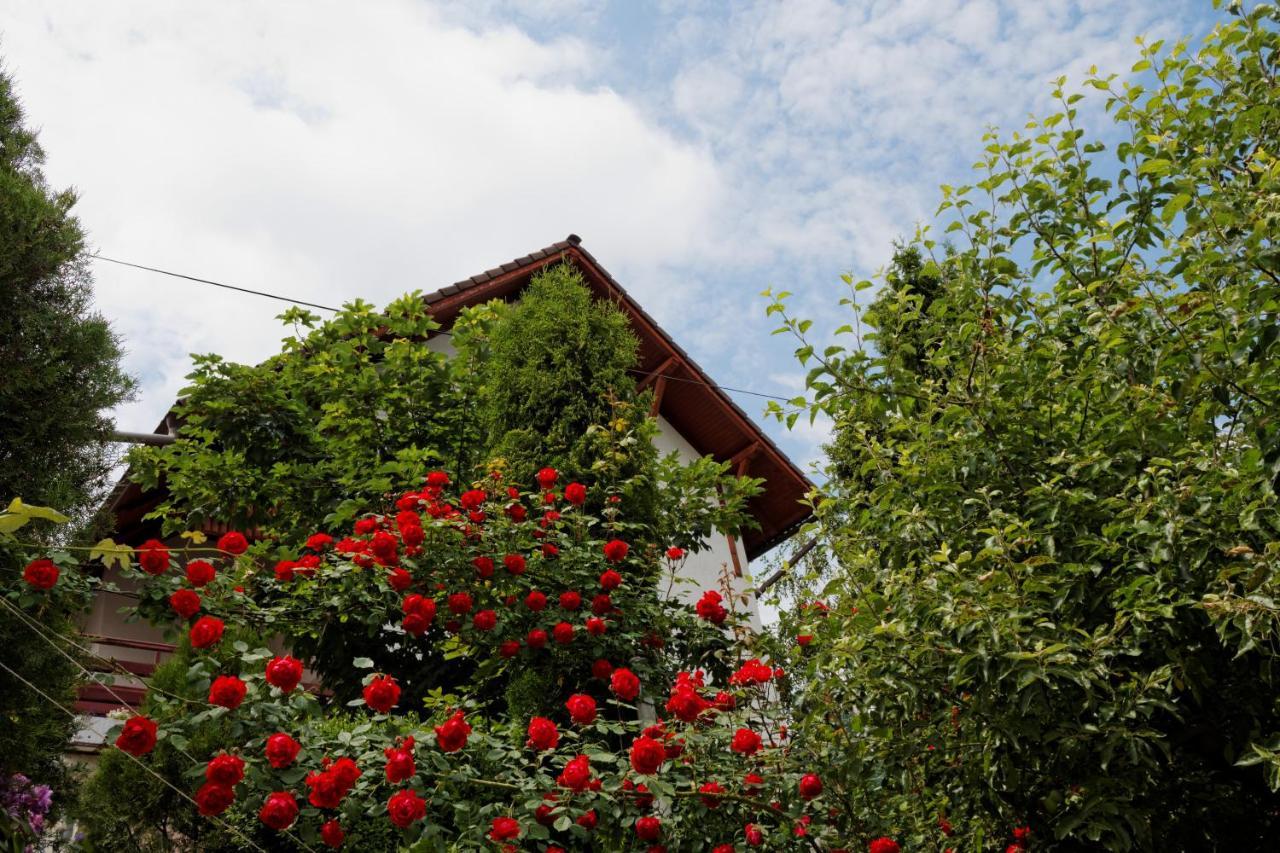 Pension Stejeris Brașov Exterior foto